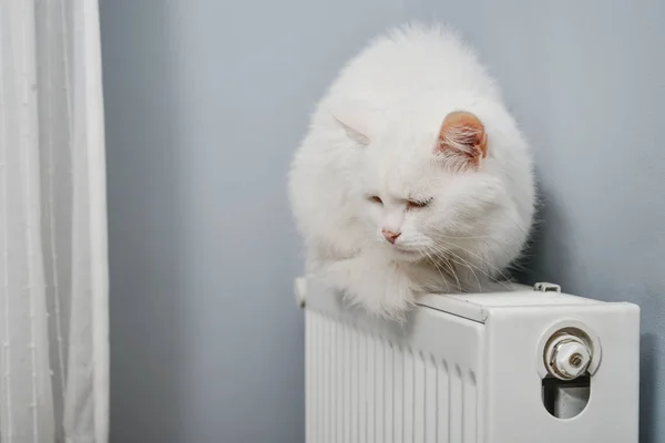 Gato branco bonito — Fotografia de Stock