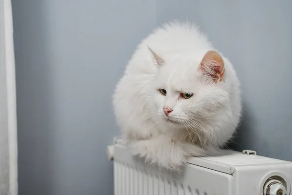 Gato branco bonito — Fotografia de Stock