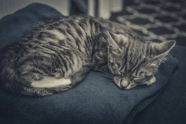 青いソファのクローズ アップで寝ているかわいい小さな灰色子猫 — ストック写真
