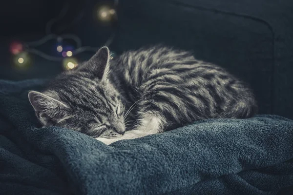 クリスマス ブルーのソファーに寝ているかわいい小さな灰色子猫が木の背景にライトします — ストック写真