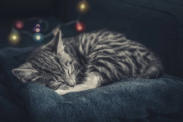 クリスマス ブルーのソファーに寝ているかわいい小さな灰色子猫ライト木背景があります — ストック写真