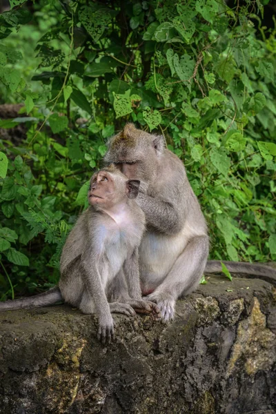 Две обезьяны-макаки чистят мех — стоковое фото