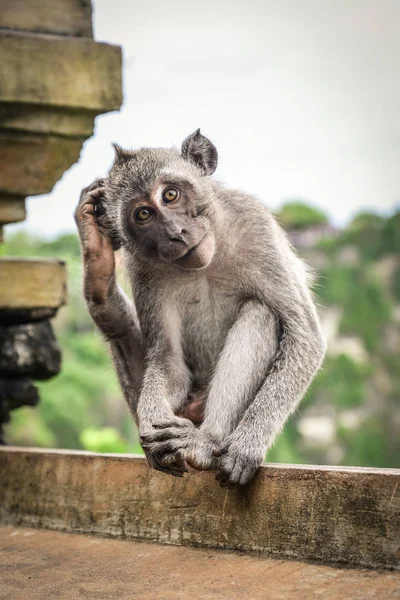 Милая обезьянка — стоковое фото