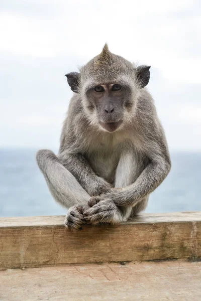 Милая обезьянка — стоковое фото