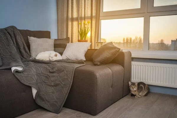 舒适的家庭房, 带褐色沙发 — 图库照片