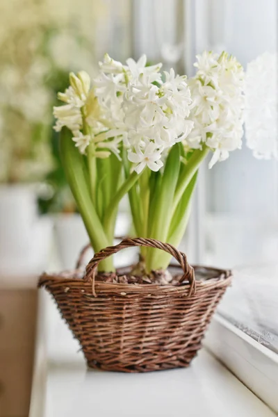 Bílá hyacinty v proutěném koši — Stock fotografie