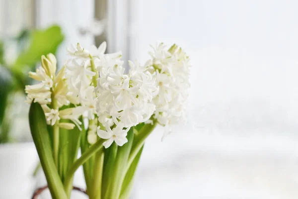 White Hyacinths in flowerpot — Stock Photo, Image