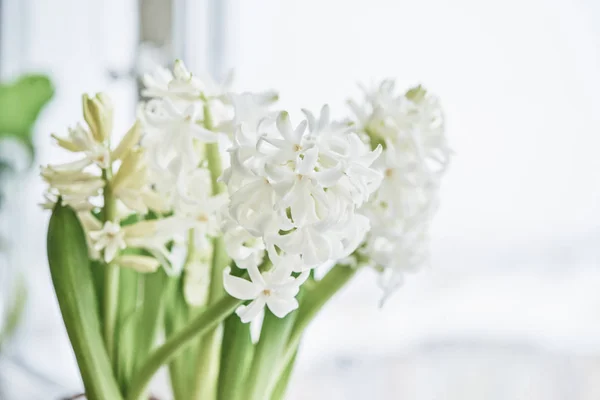 Jacintos brancos em vaso de flores — Fotografia de Stock