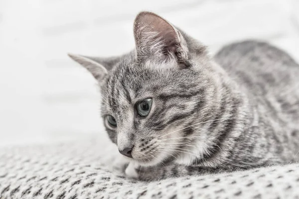Kanepe Portre Üzerinde Yalan Mavi Gözlü Sevimli Küçük Gri Kedi — Stok fotoğraf