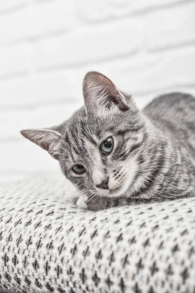 Aranyos kis szürke cica — Stock Fotó