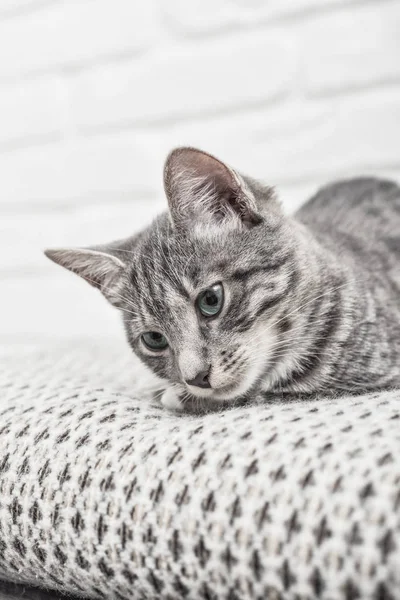 Kanepe Portre Üzerinde Yalan Mavi Gözlü Sevimli Küçük Gri Kedi — Stok fotoğraf