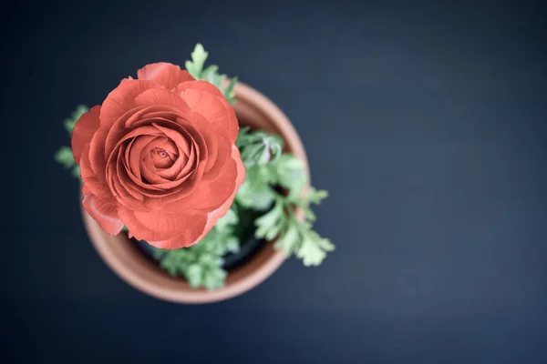 Persiska Smörblomma Ranunculus Blomkruka Svart Bakgrund Ovanifrån — Stockfoto