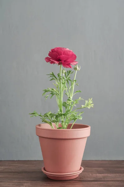 Persiska smörblomma (ranunculus) i blomkruka — Stockfoto