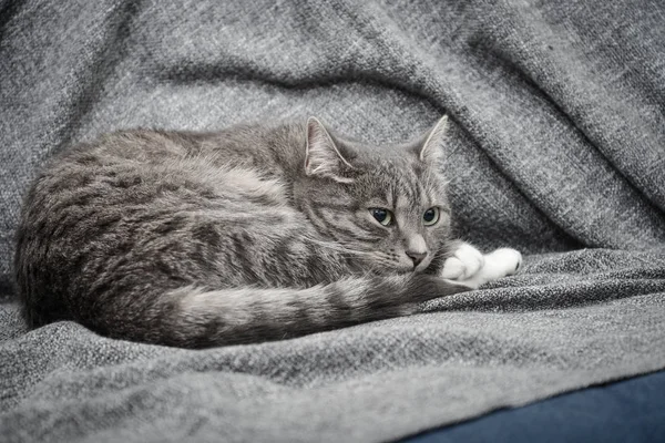 Gri kedi kanepede uyuyor. — Stok fotoğraf