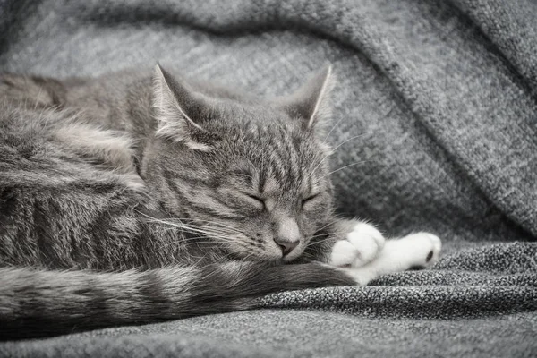 Gatto grigio che dorme sul divano — Foto Stock