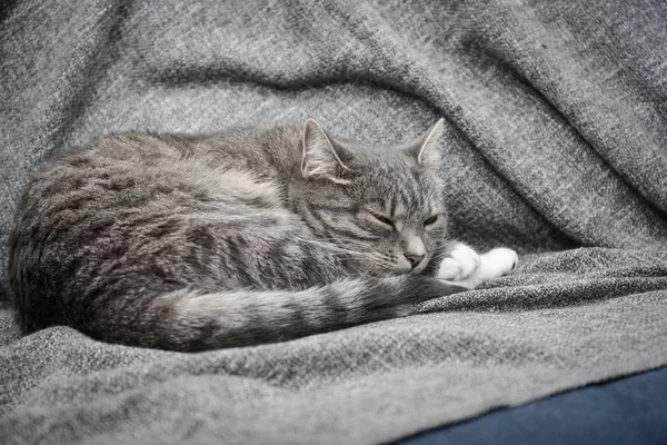 Gatto grigio che dorme sul divano — Foto Stock