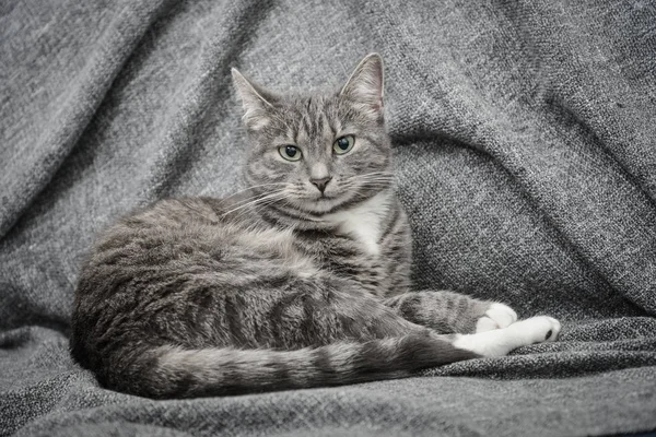 Grey cat laying on sofa — Stock Photo, Image