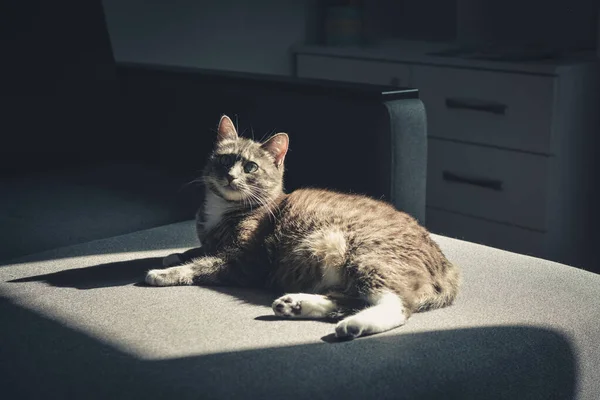 グレーTabby猫Laing上のソファに日スポットでホームクローズ — ストック写真