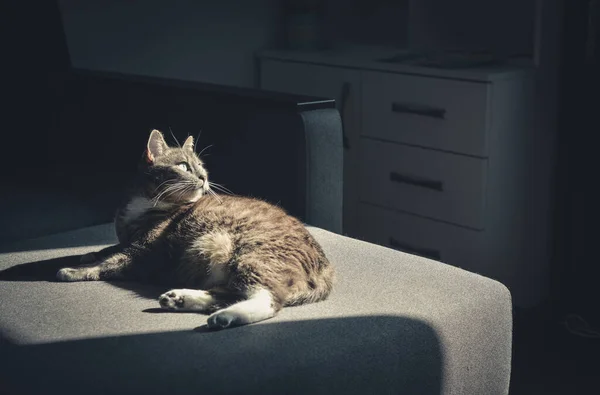 Grå Tabby Katt Laing Soffa Solen Plats Hemma Närbild — Stockfoto