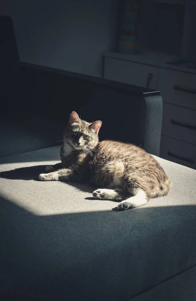 Grå Tabby Katt Laing Soffa Solen Plats Hemma Närbild — Stockfoto