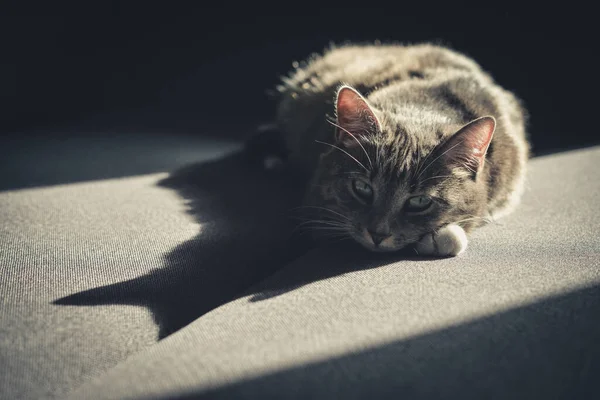 Grey Tabby Cat Laing Sofa Sun Spot Home Closeup — Stock Photo, Image