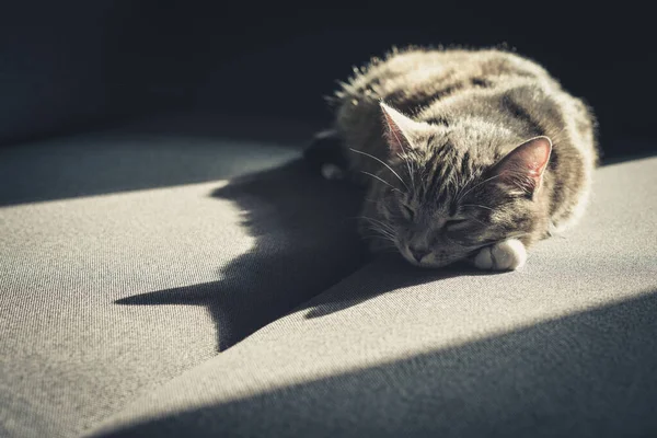 Grey Tabby Cat Laing Sofa Sun Spot Home Closeup — Stock Photo, Image