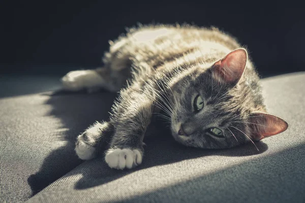 Grey Tabby Cat Laing Sofa Sun Spot Home Closeup — Stock Photo, Image