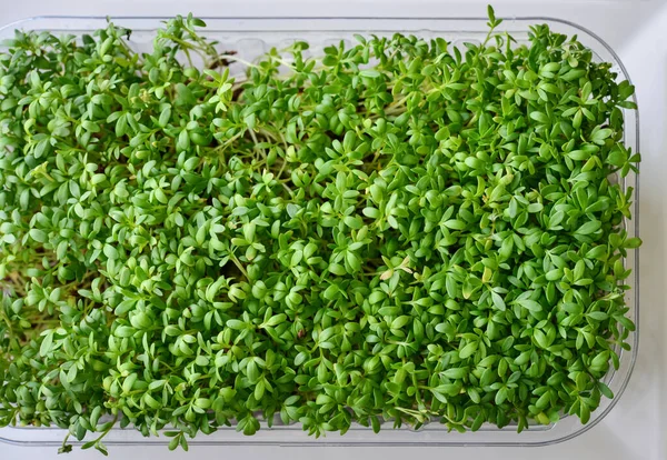 Microgreen of garden cress, young plants, in plastic container on windowsill top view