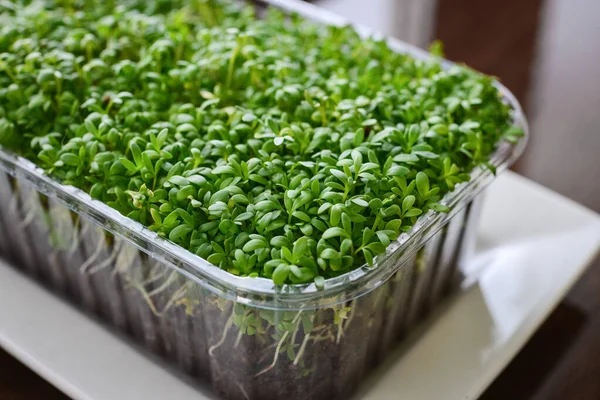 Microgreen Dari Selada Kebun Tanaman Muda Dalam Wadah Plastik Pada — Stok Foto