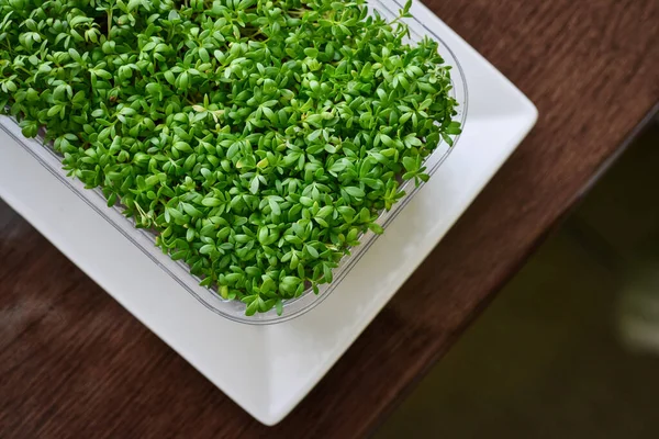 Microgreen of garden cress, young plants, in plastic container on windowsill top view