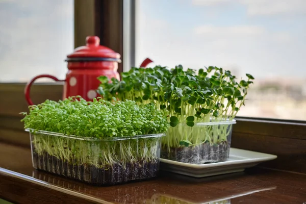 Microgreen Garden Cress Daikon Lobak Young Plants Plastic Container Windowsill — Stok Foto