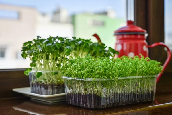 Microgreen Garden Cress Daikon Lobak Young Plants Plastic Container Windowsill — Stok Foto