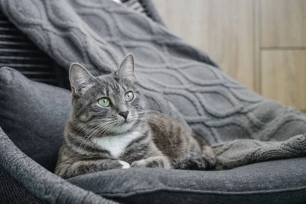 Grey Tabby Kot Leżenie Fotel Domu Zbliżenie — Zdjęcie stockowe