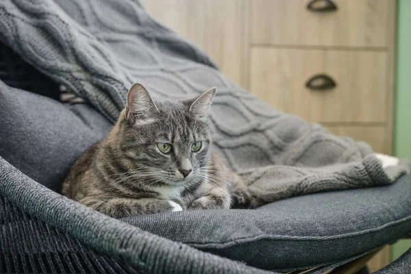 Grey Tabby Kot Leżenie Fotel Domu Zbliżenie — Zdjęcie stockowe