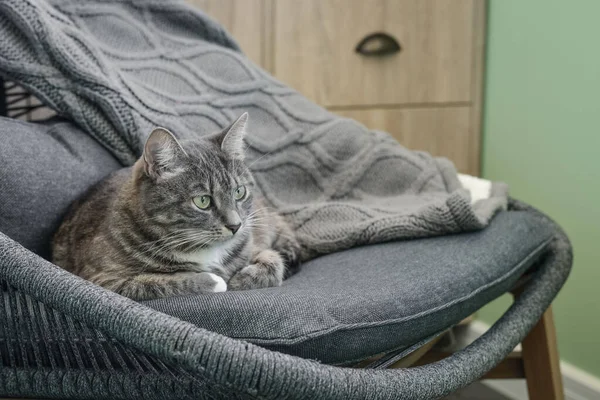 Chat Gris Tabby Laing Sur Fauteuil Maison Gros Plan — Photo