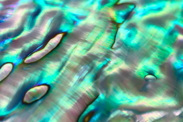 Close up background of abalone shell, haliotis — Stock Photo, Image