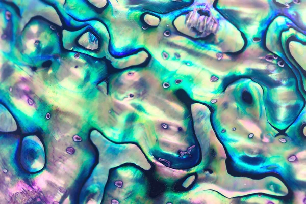 Close up background of abalone shell, haliotis — Stock Photo, Image