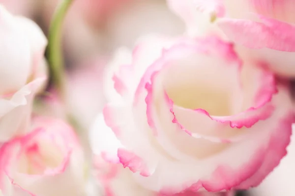 Rosa blomma nära upp bakgrund, mjuk oskärpa fokus — Stockfoto