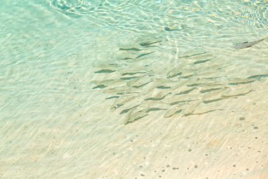 Balık, Balık th tarafından şeffaf sığ suda grup sürüsü