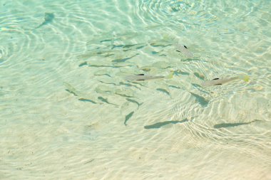 Balık, Balık th tarafından şeffaf sığ suda grup sürüsü