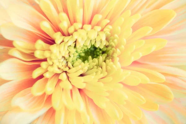 Close up fundo de flor crisântemo amarelo, macro — Fotografia de Stock