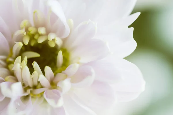 Närbild av bakgrunden av ljus rosa krysantemum blomma, makro — Stockfoto