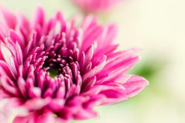 Stäng upp bakgrund av lila krysantemum blomma, makro på gre — Stockfoto