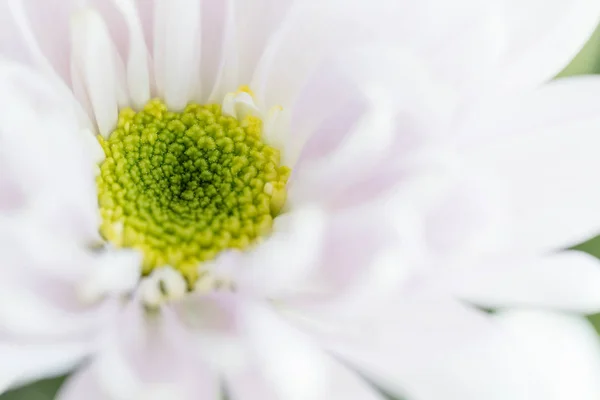 Närbild av bakgrunden av vit blomma, makro — Stockfoto