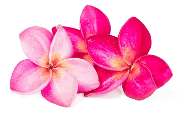 Drei rosa Frangipani-Blüten auf weißem Hintergrund — Stockfoto