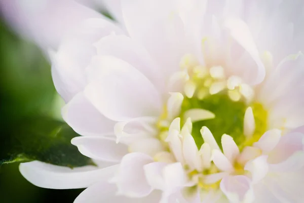 Närbild av bakgrunden av ljus rosa krysantemum blomma, makro — Stockfoto