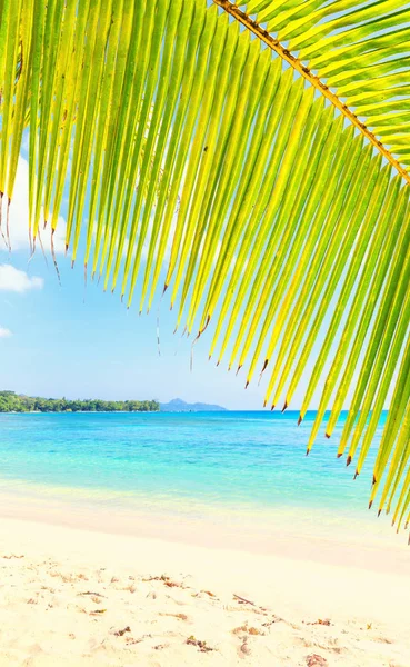 View at turquoise blue lagoon through coconut palm tree branch — Stock Photo, Image