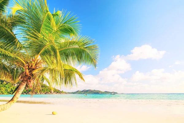 View at turquoise blue lagoon with coconut palm tree — Stock Photo, Image