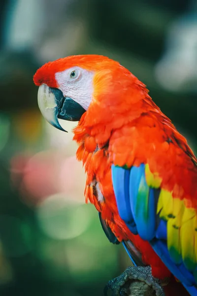 Loro guacamayo escarlata — Foto de Stock