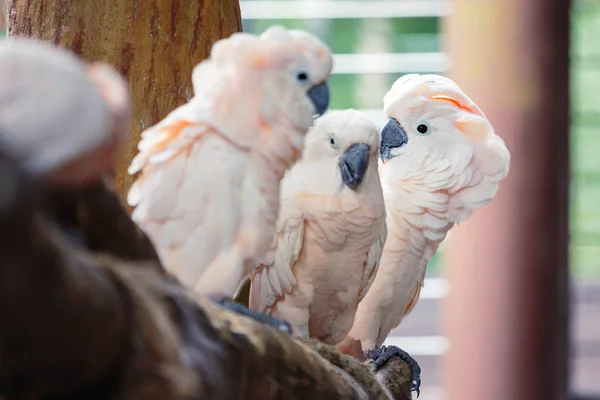Grupa z białej papugi — Zdjęcie stockowe